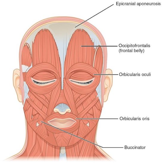 M Sculos Del Cuerpo Humano C Mo Funcionan Pequeocio