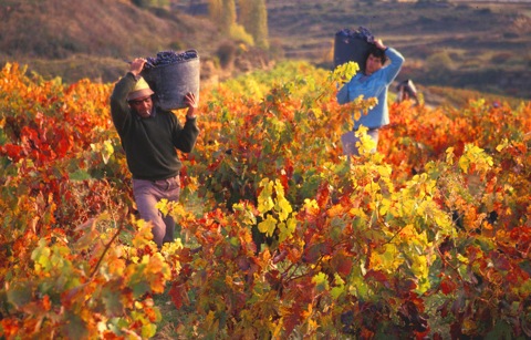 Visitar La Rioja_Vendimia