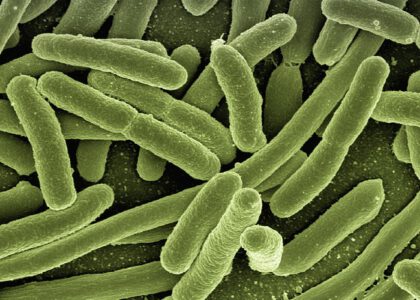 Qué son las bacterias