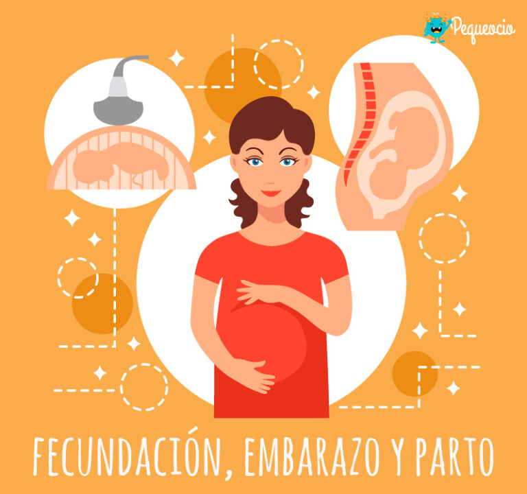 Las Etapas Del Embarazo El Embarazo Reproduccion Humana Images 6421