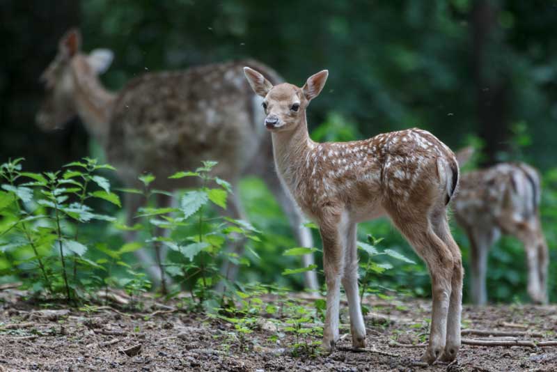 Lacuniacha Jaca Parque De Animales