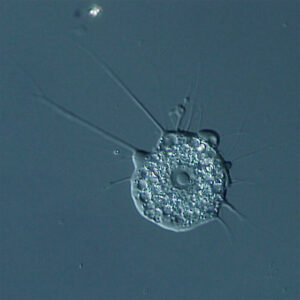 Reino Protoctista: ¿qué Es? Explicación Fácil - Pequeocio